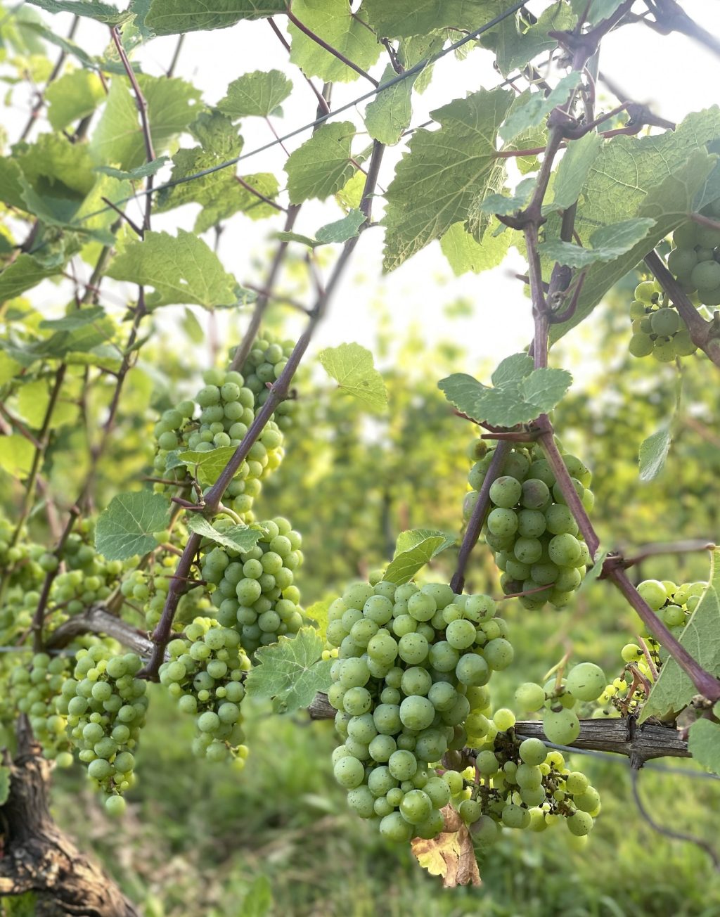 Blueberries & Benjamin&nbsp;Bridge